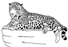 cheetah basking coloring book to print
