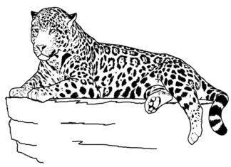 wygrzewający się gepard kolorowanka do drukowania