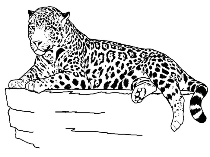 livre de coloriage imprimable sur le guépard