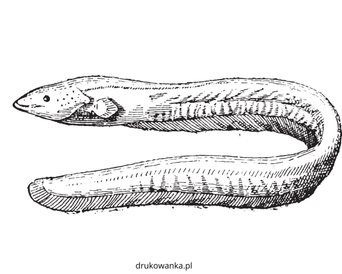 coiled eel under water coloring book to print