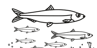 herring at the bottom of the sea coloring book to print