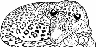 sleeping cheetah coloring book to print