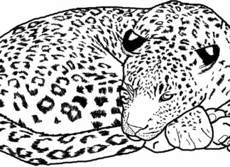 ghepardo dormiente libro da colorare stampabile