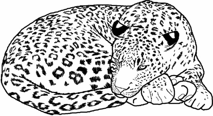 nukkuva gepardi värityskirja tulostettava