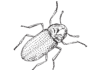 beetle insect field coloring book to print