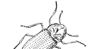 żuk owad polny kolorowanka do drukowania