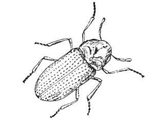 Käfer-Insekten-Feld-Malbuch zum Ausdrucken