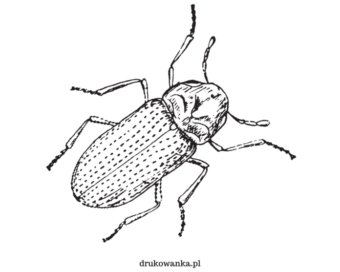 libro para colorear de insectos escarabajos para imprimir
