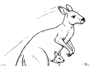 Kangaroo in the desert coloring book to print