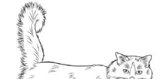 Fluffy Cat coloring book to print
