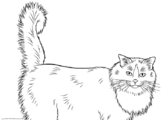 Färgbok för Fluffy Cat som kan skrivas ut