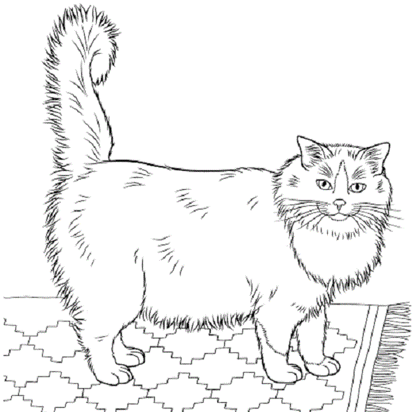 Bolyhos macska nyomtatható színezőkönyv