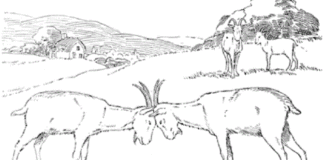 Battle of the goats - en målarbok som kan skrivas ut
