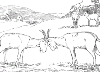 Libro para colorear de la batalla de las cabras para imprimir