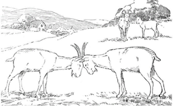 Livre de coloriage du combat de chèvres à imprimer