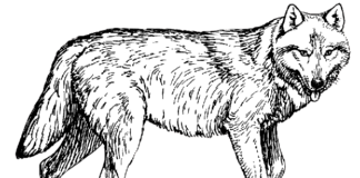 森の狼の印刷用塗り絵