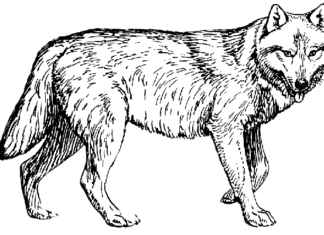 O livro de colorir "O Lobo na Floresta" para imprimir