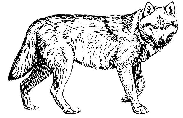 Libro para colorear de El lobo en el bosque para imprimir
