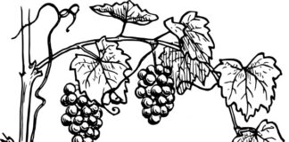 Druvor för vinrankor som kan skrivas ut och färgläggas