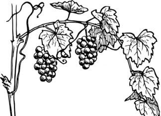 Vine Grapes omalovánky k vytisknutí