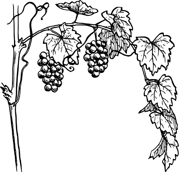 Druvor för vinrankor som kan skrivas ut och färgläggas