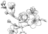 Cherry Blossom Tree coloring book to print