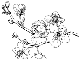 Libro da colorare Albero dei ciliegi in fiore da stampare