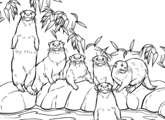 Otter family coloring book to print