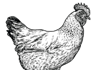 Chicken in the yard coloring book to print