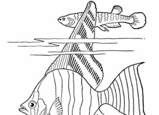 kolorowanka rybka akwariowa skalar do druku