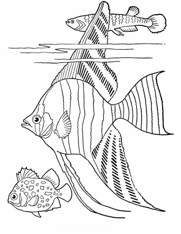 libro da colorare acquario pesce scalare da stampare
