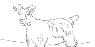 Image imprimable d'une chèvre adulte