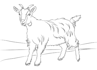 Image imprimable d'une chèvre adulte