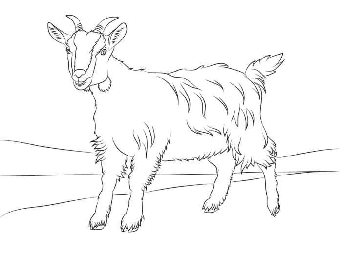 Adult goat printable picture