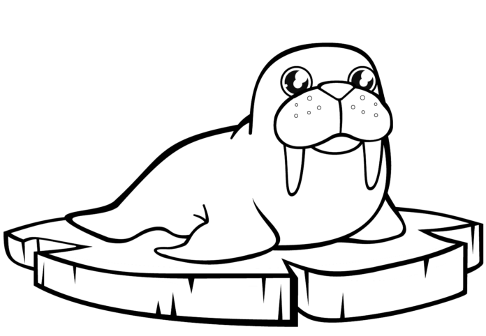 walrus printable picture