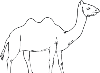 livro de colorir camelos do deserto para imprimir