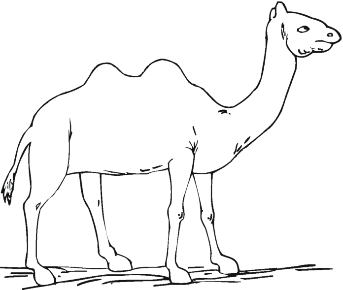 wielbłąd pustynny kolorowanka do drukowania