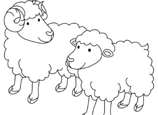 zwei Schafe druckbares Bild