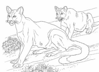 zwei Pumas druckbares Bild