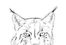 Lynx hoved malebog til udskrivning