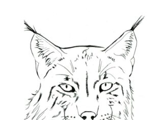 livre à colorier tête de lynx à imprimer