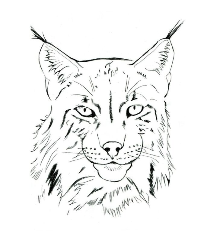 lynx head coloring book to print