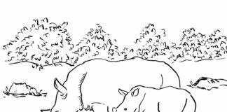 foto de rinocerontes en un prado para imprimir