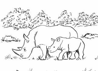 rhinos in the meadow picture to print