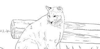 resting cougar printable picture