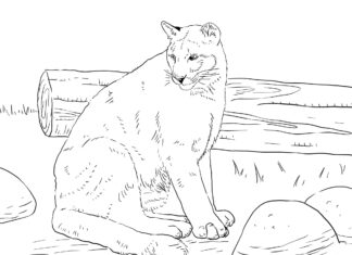 resting cougar printable picture