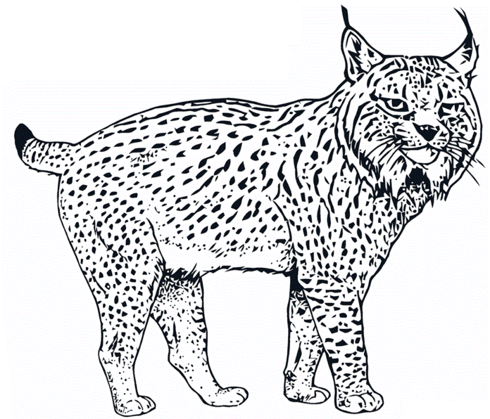 Lynx färgblad som kan skrivas ut