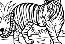 Tiger im Dschungel Malbuch zum Ausdrucken