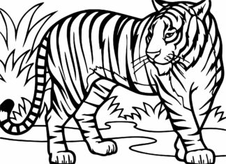 tiikeri viidakossa värityskirja tulostettava