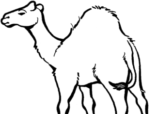 aavikon kameli värityskirja tulostettava